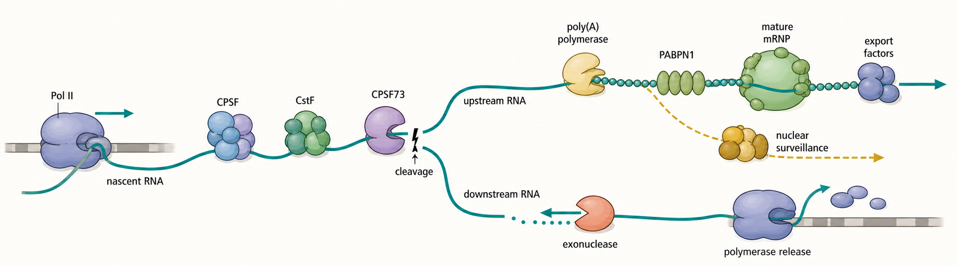 Figure 29.2. From Nascent RNA to Mature mRNP and Termination
