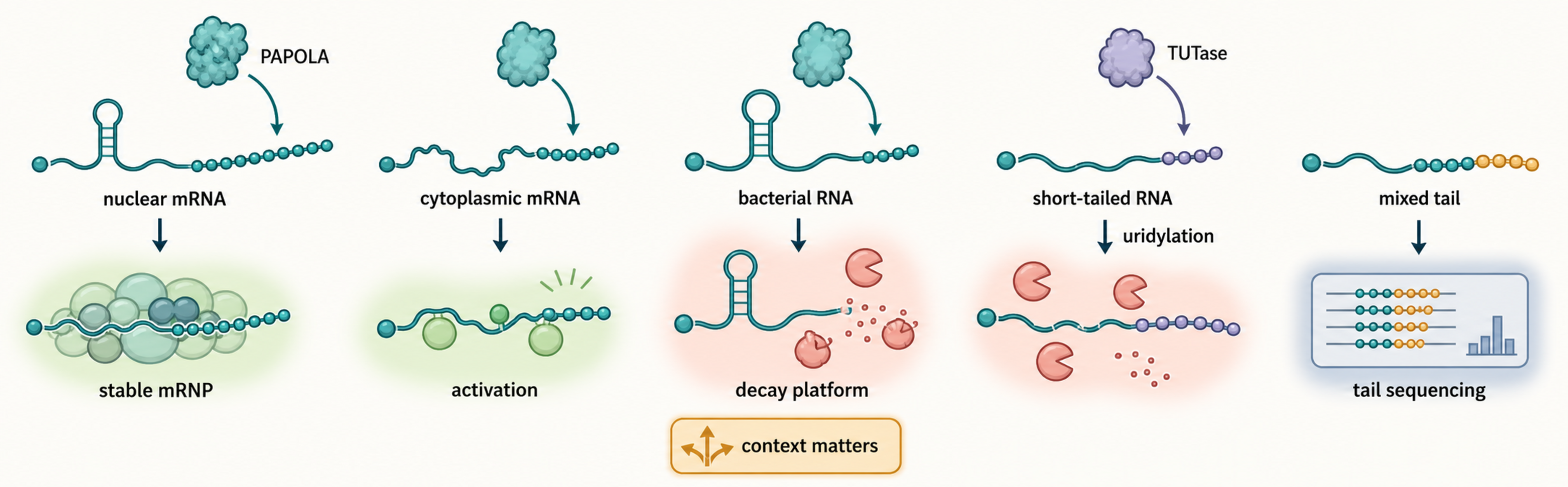 Figure 29.3. Tailing Enzyme Outcomes Across RNA Classes