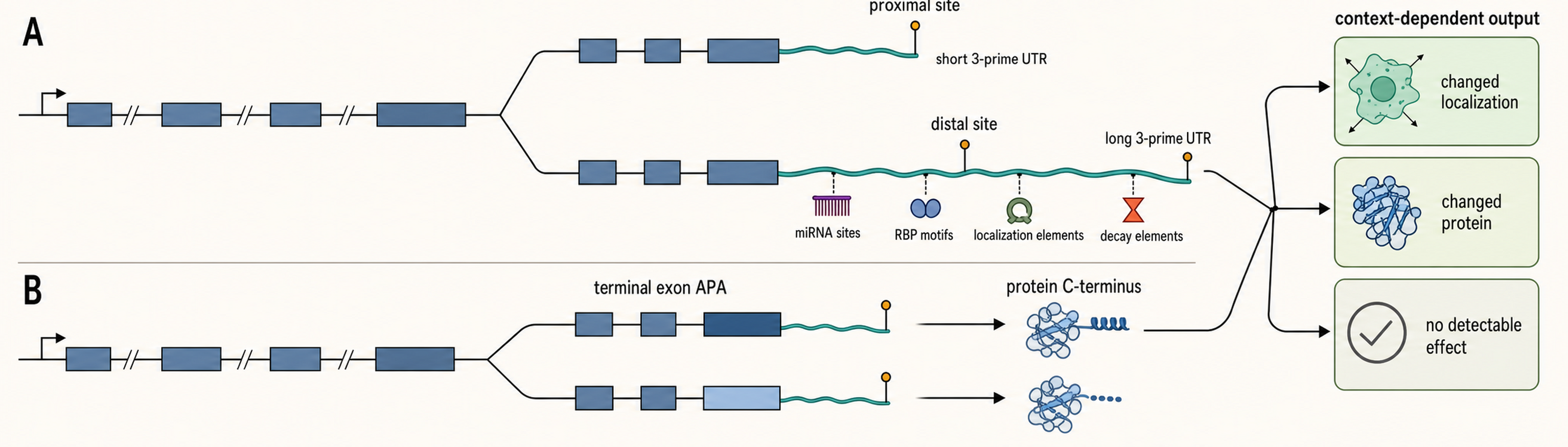 Figure 29.4. Alternative Polyadenylation Mechanisms and Consequences