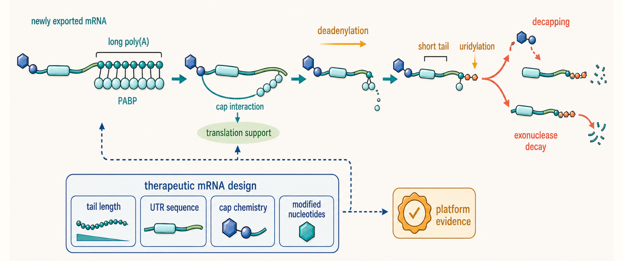 Figure 29.5. Dynamic Tail Life Cycle: Translation, Deadenylation, Uridylation, Decay