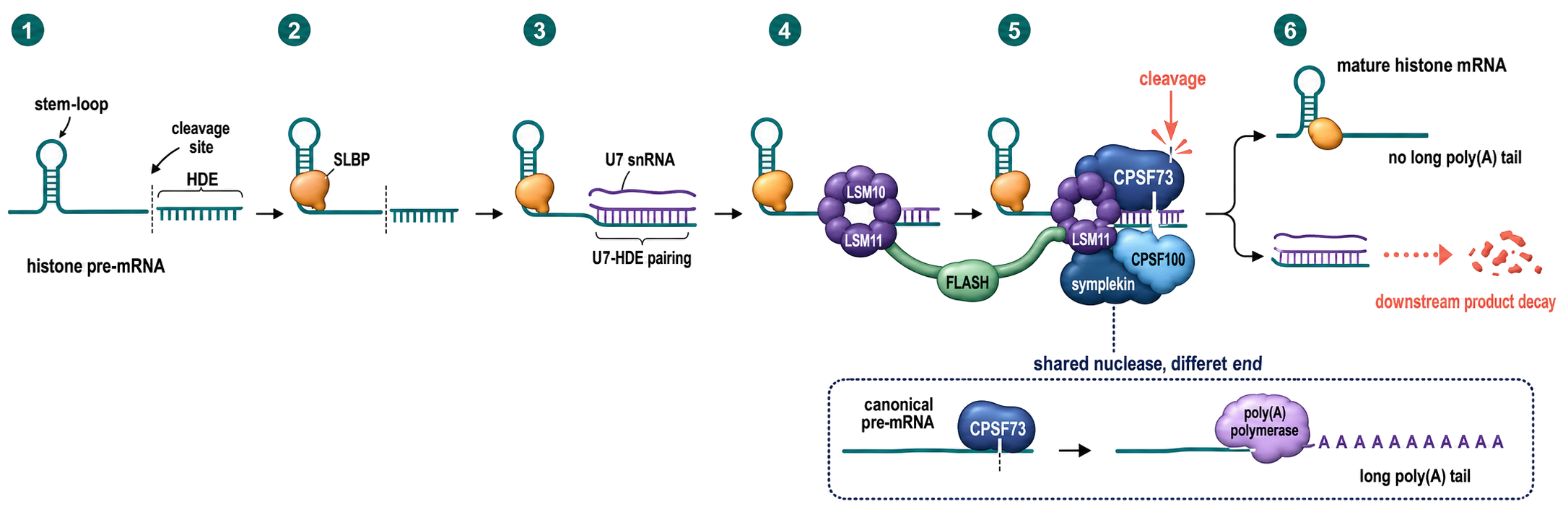 Figure 29.6. U7-Directed Assembly and Cleavage of Replication-Dependent Histone Pre-mRNA