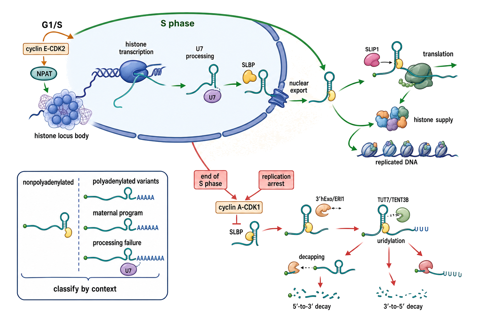 Figure 29.7. Replication-Dependent Histone mRNA Across S Phase and Replication Arrest