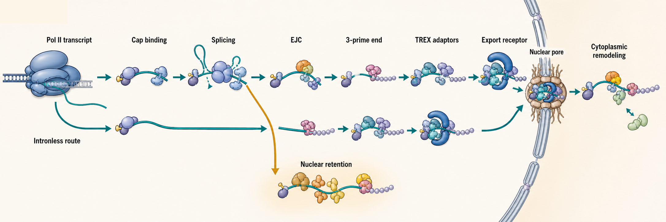 Figure 30.1. Assembly of an export-competent mRNP