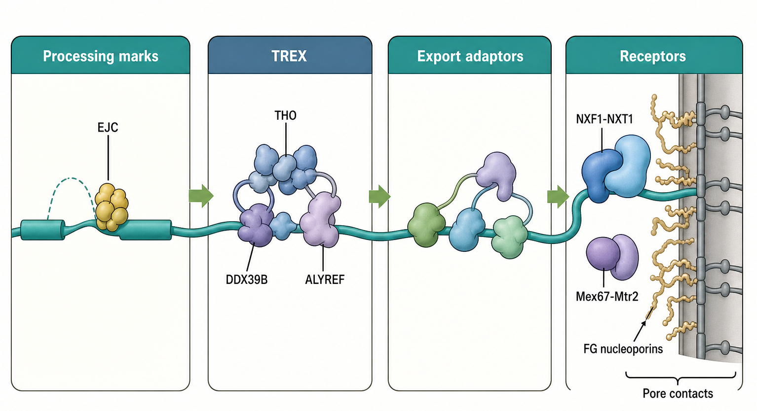 Figure 30.2. EJC, TREX, export adaptors, and export receptors