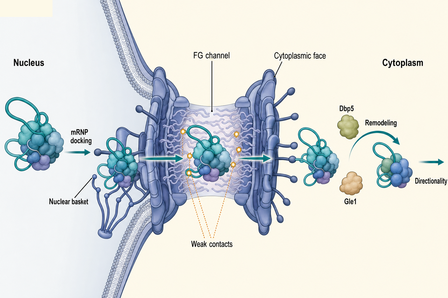 Figure 30.3. Nuclear pore handoff and directionality