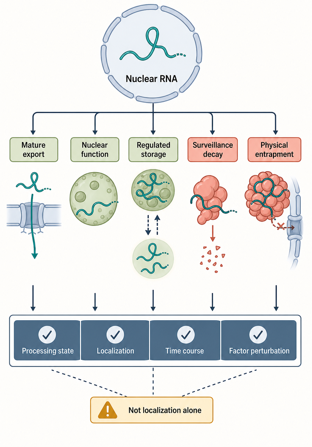 Figure 30.4. Nuclear retention decision tree