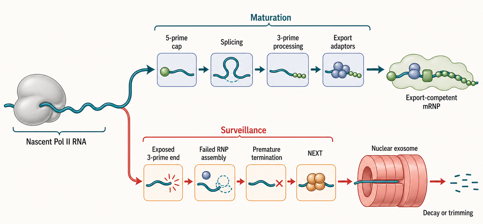 Figure 31.1. Kinetic Competition Between Maturation and Nuclear Exosome Targeting