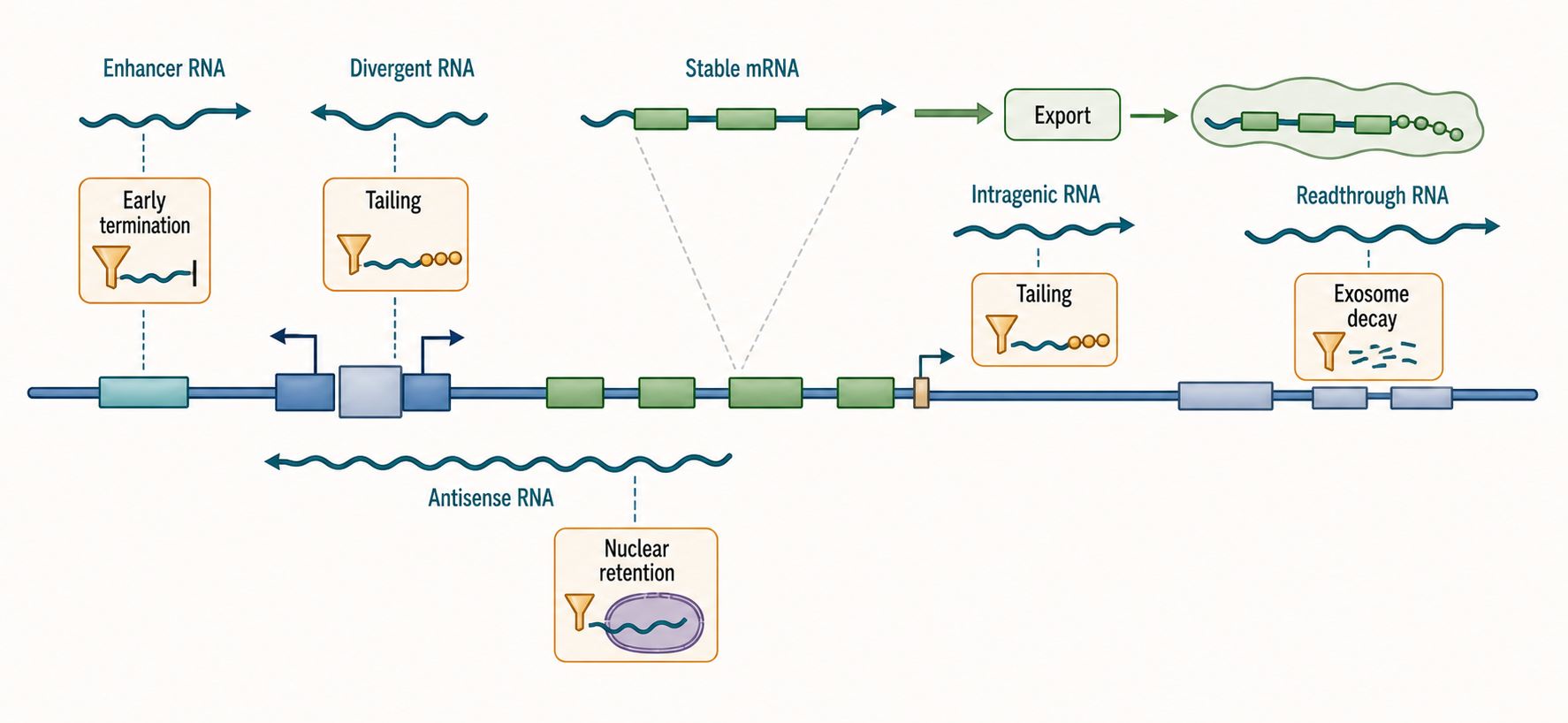 Figure 31.2. Recognition, Containment, and Disposal of Pervasive RNA Products