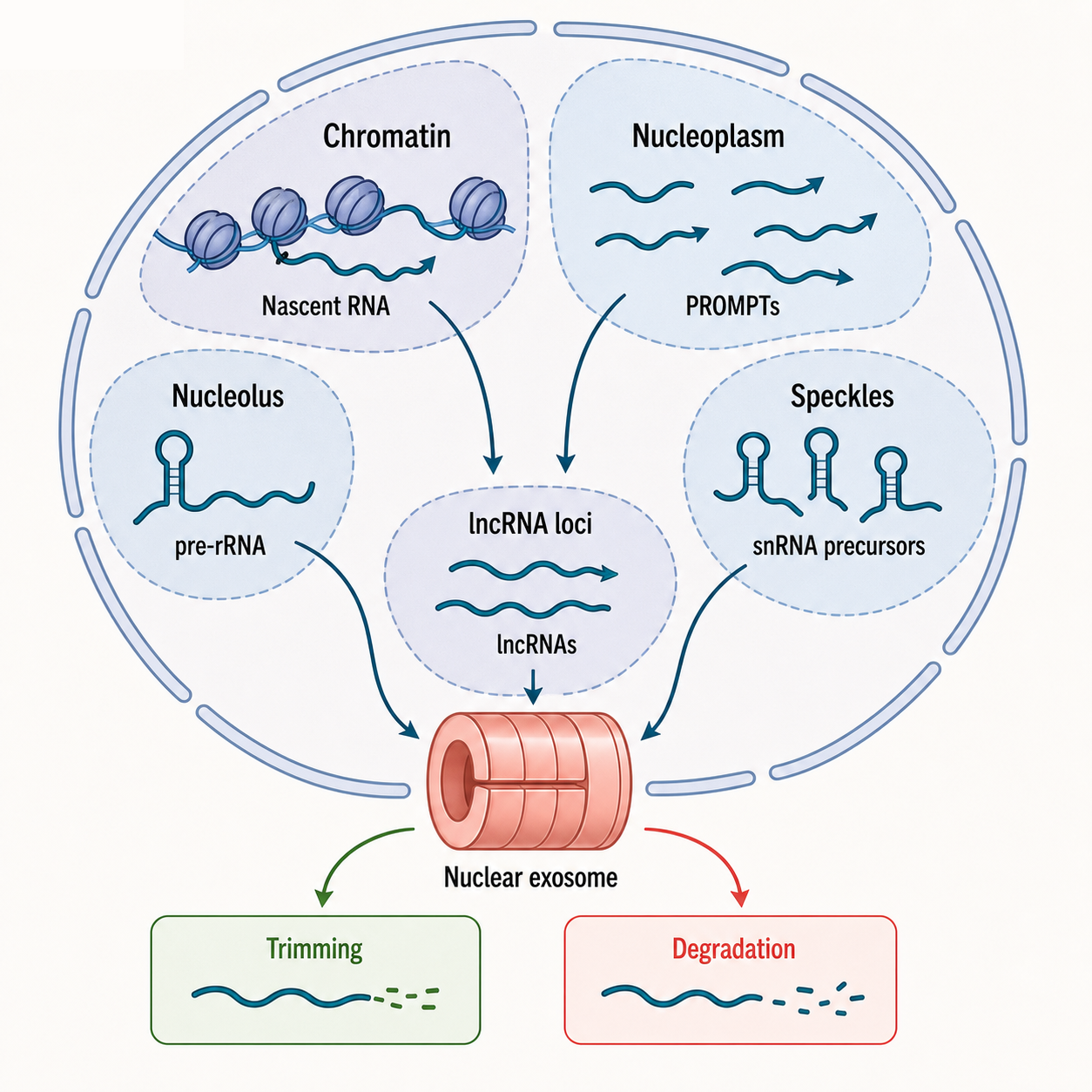 Figure 31.3. Nuclear Exosome Substrate Classes by Subnuclear Context