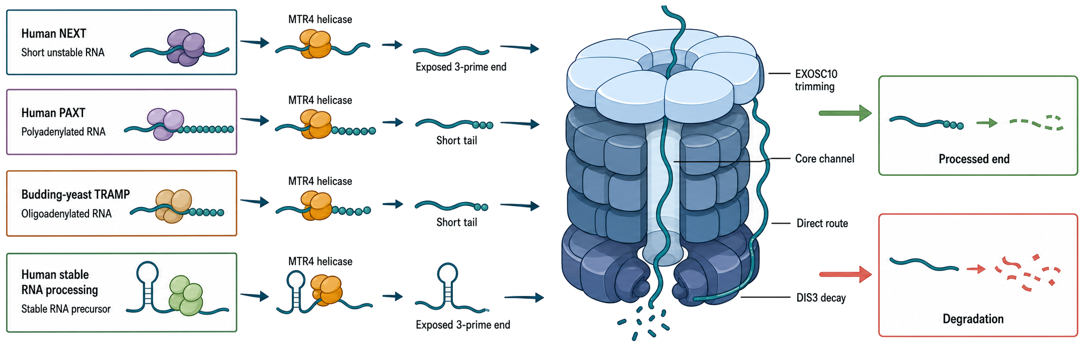 Figure 31.5. Nuclear Exosome Architecture and Cofactor-Directed Substrate Routing
