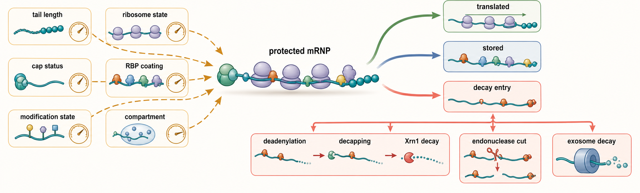 Figure 32.1. Decision points in RNA decay substrate recognition