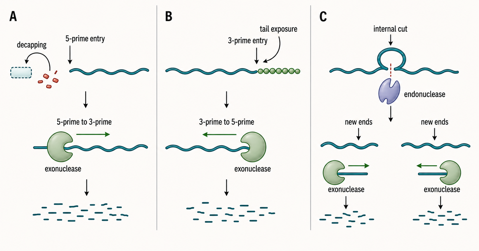 Figure 32.2. Exonuclease polarity and entry requirements