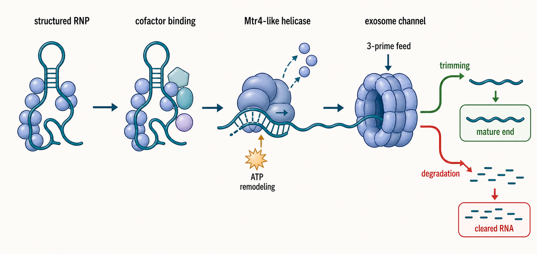Figure 32.3. RNA exosome and helicase handoff
