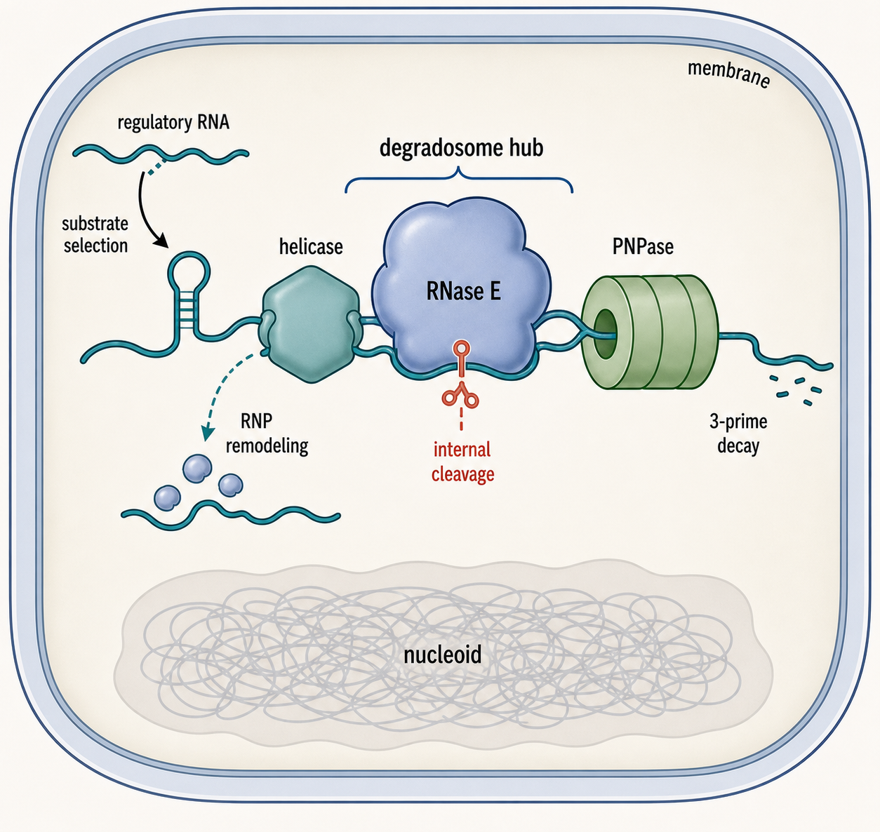 Figure 32.4. Bacterial degradosome architecture as a reaction hub