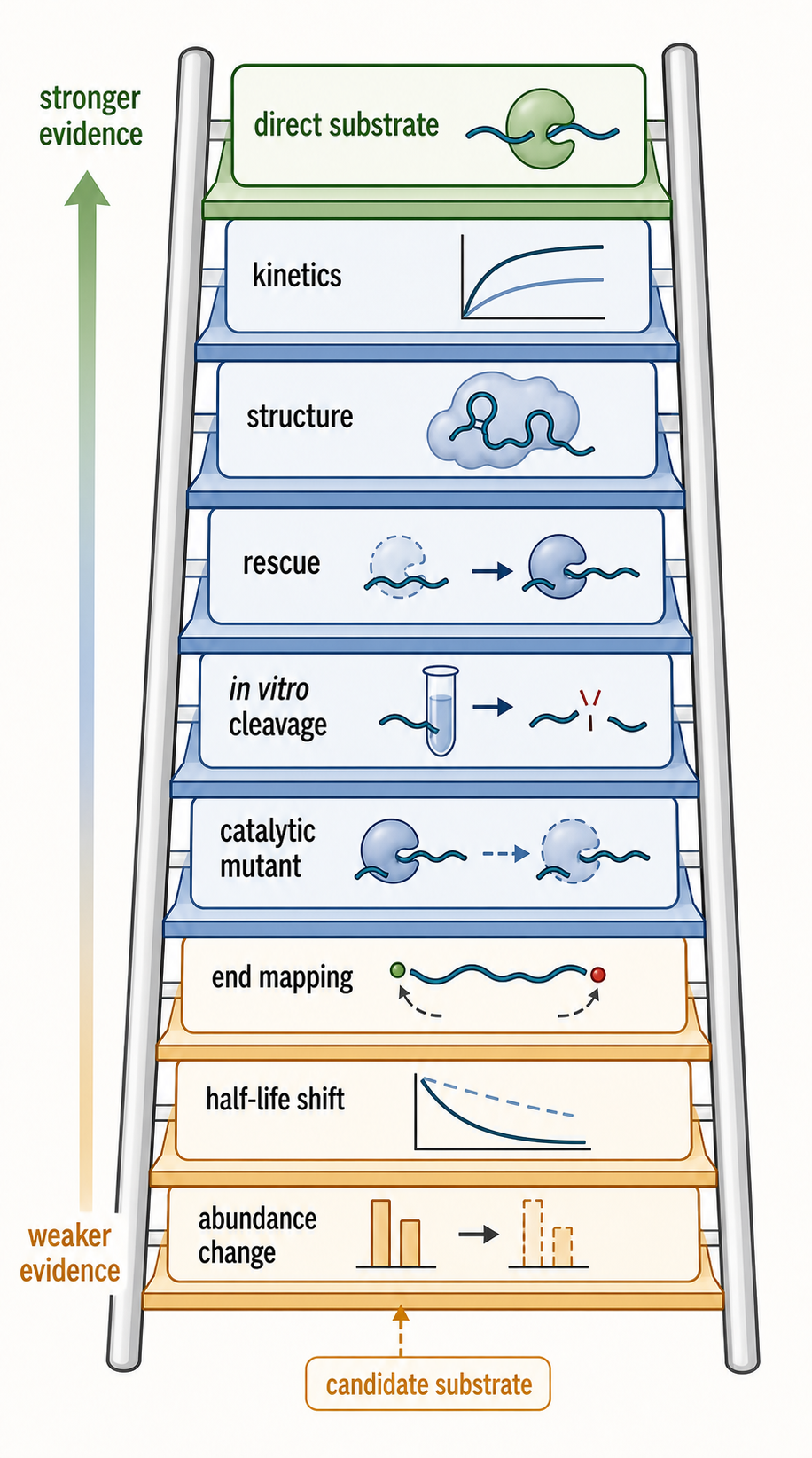 Figure 32.5. Evidence ladder for direct ribonuclease substrates