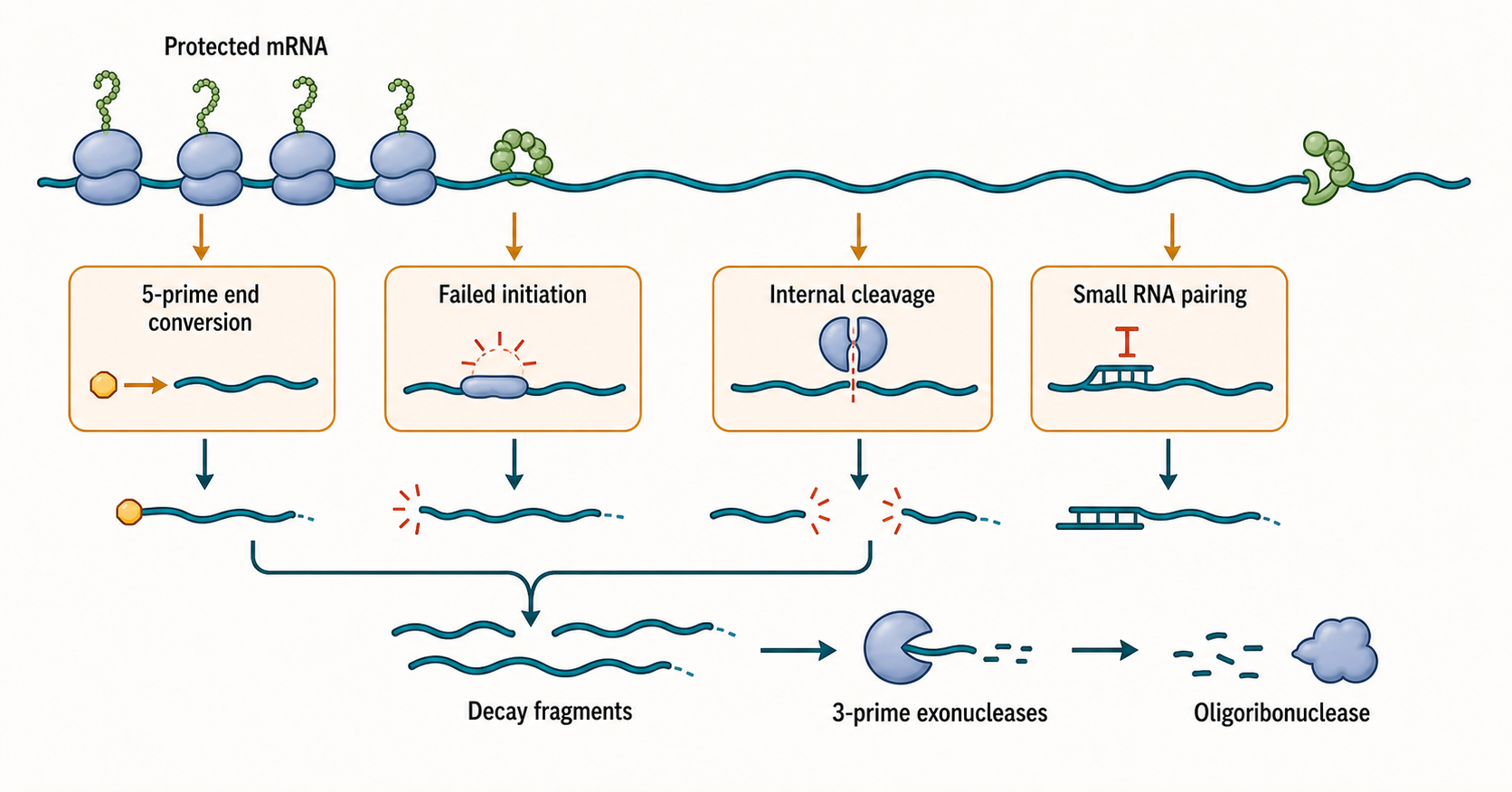 Figure 34.1. Entry points into bacterial mRNA decay