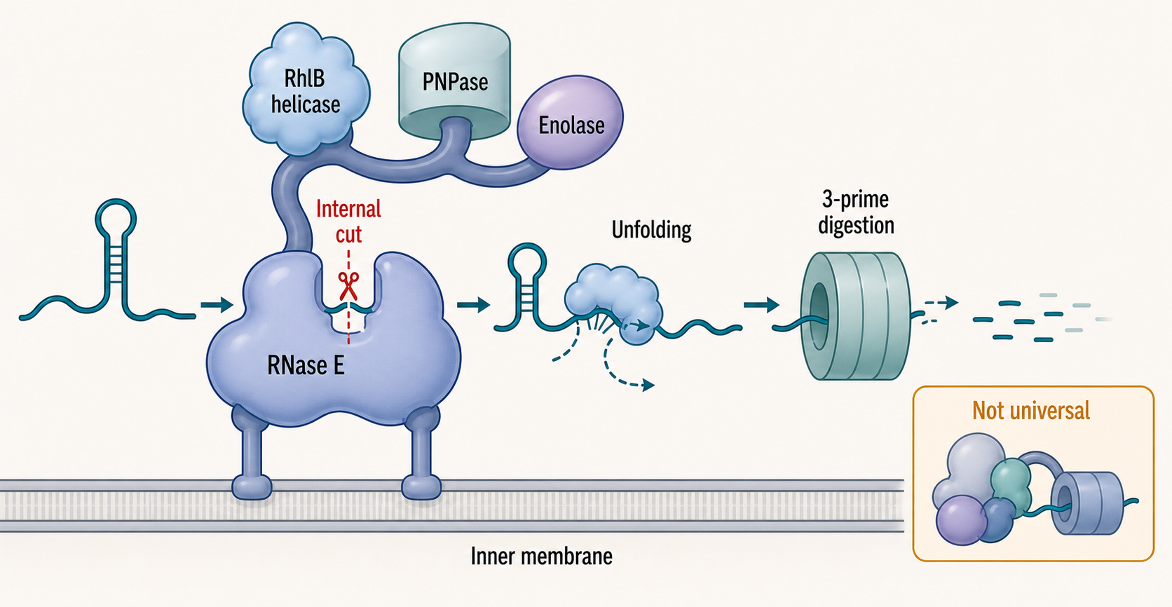 Figure 34.2. The RNase E degradosome as a handoff machine