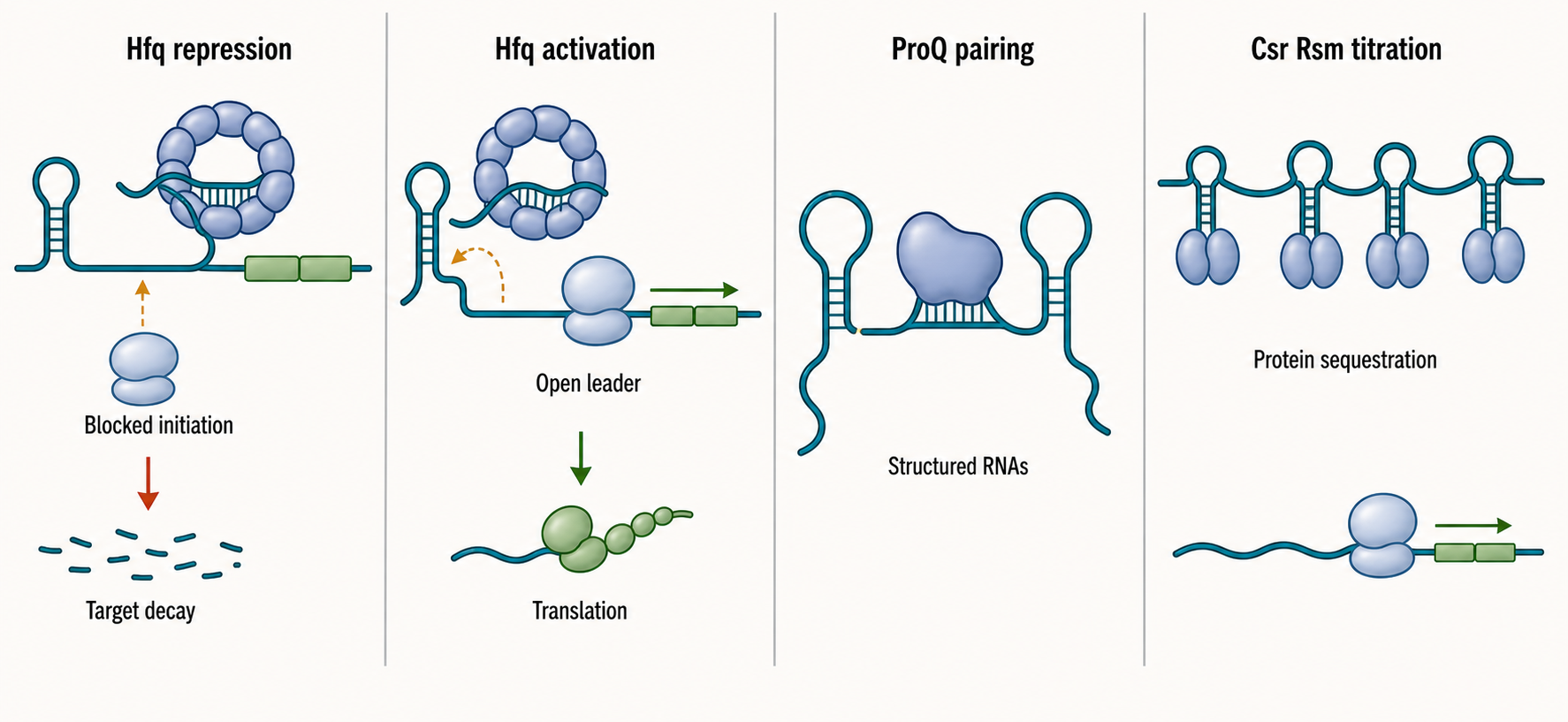 Figure 34.3. Small-RNA-coupled target fates