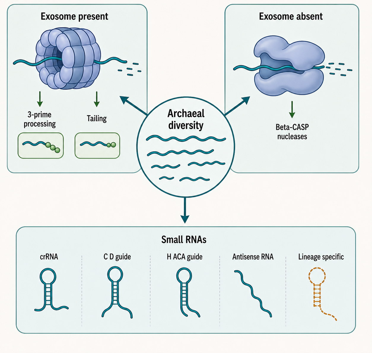 Figure 34.4. Archaeal RNA decay diversity