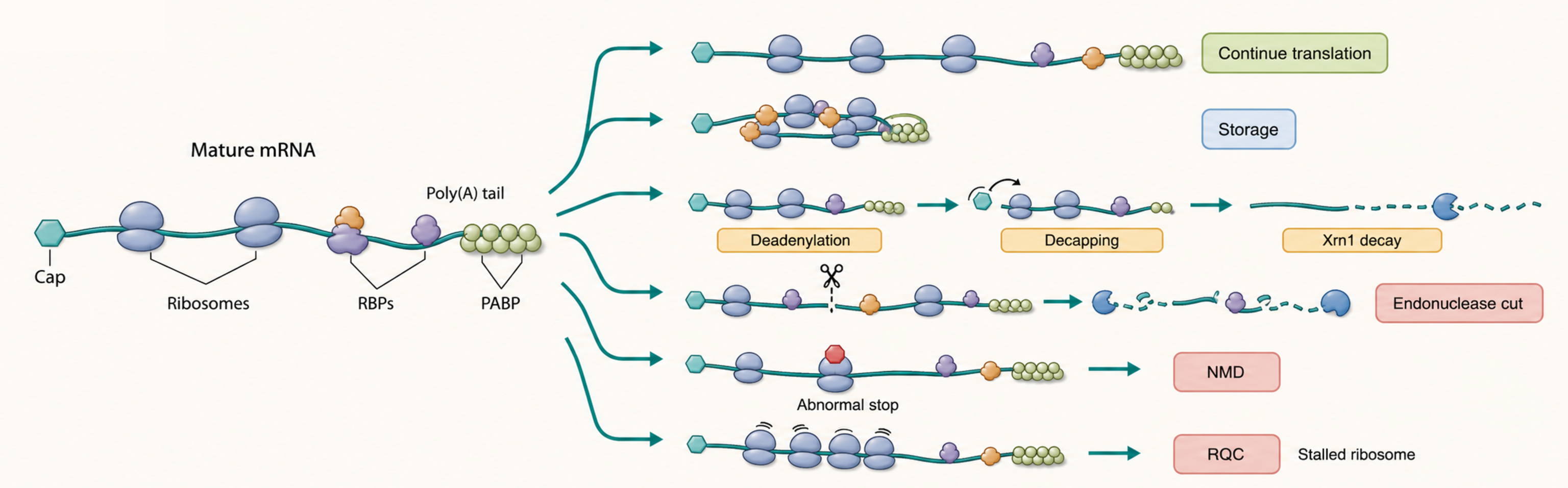 Figure 35.1. Cytoplasmic mRNA Fate Map
