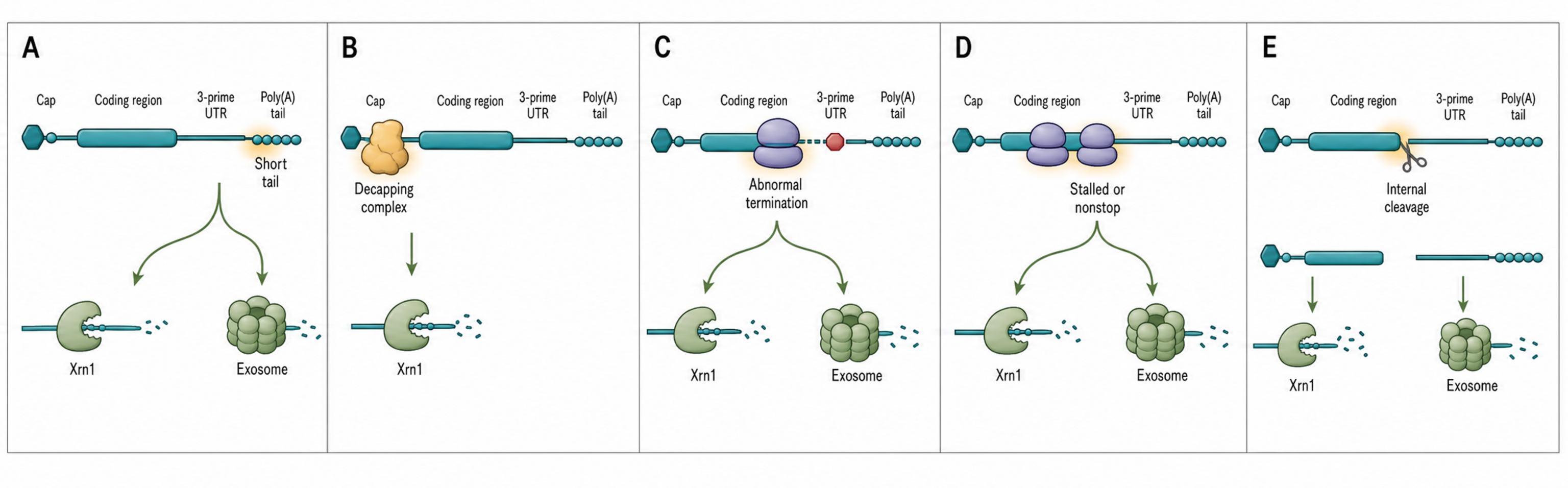 Figure 35.2. Five Entry Points into mRNA Decay
