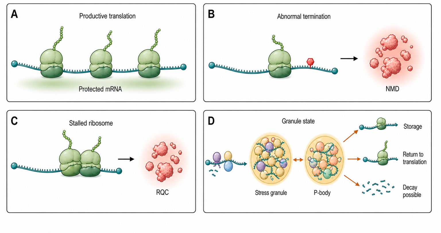 Figure 35.3. Translation State Controls Stability and Granule Partitioning