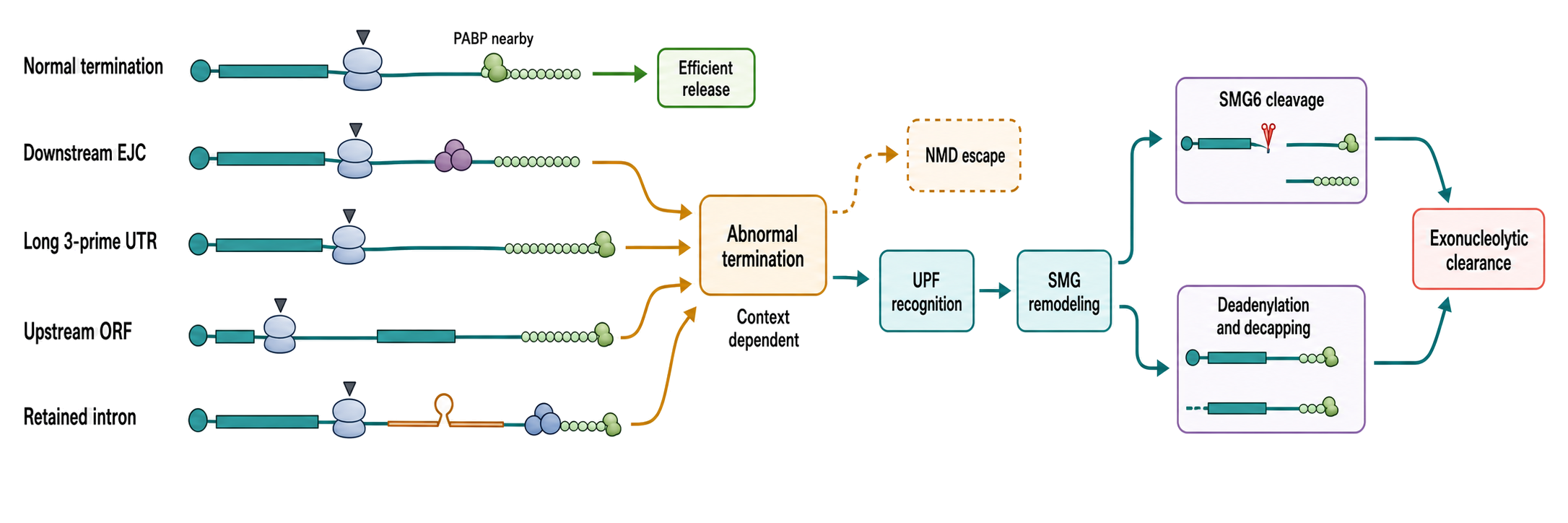 Figure 35.4. Nonsense-Mediated Decay as an Abnormal-Termination Decision