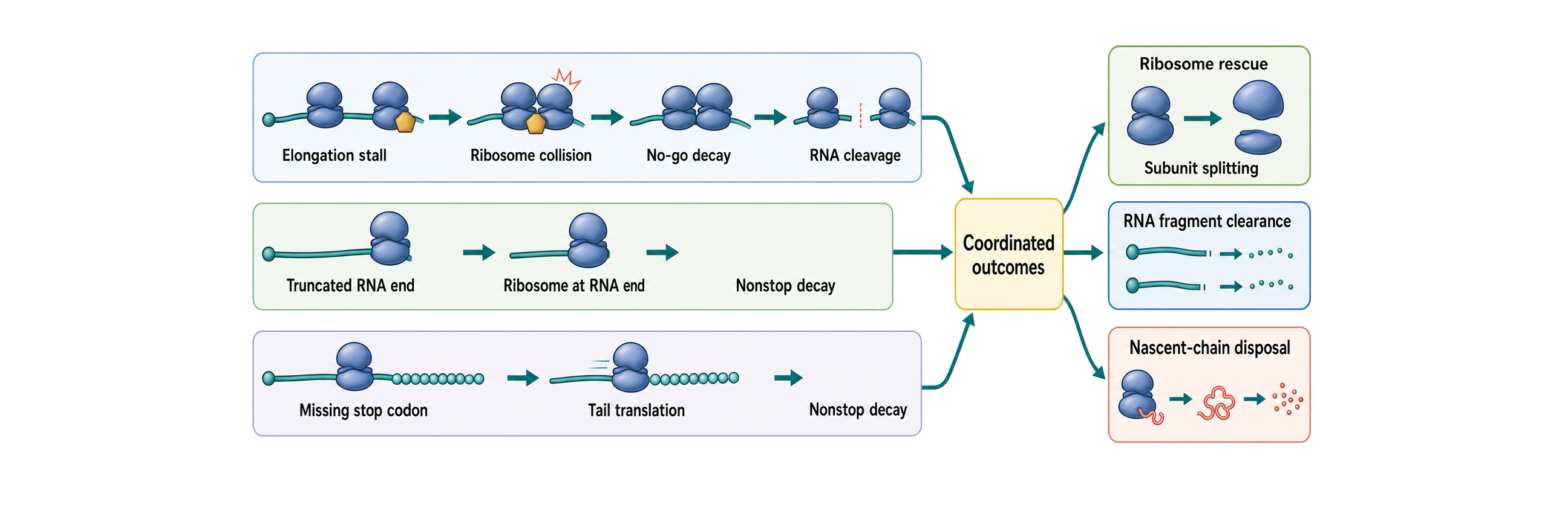 Figure 35.5. No-Go and Nonstop Decay: Ribosome Rescue, RNA Clearance, and Nascent-Chain Disposal