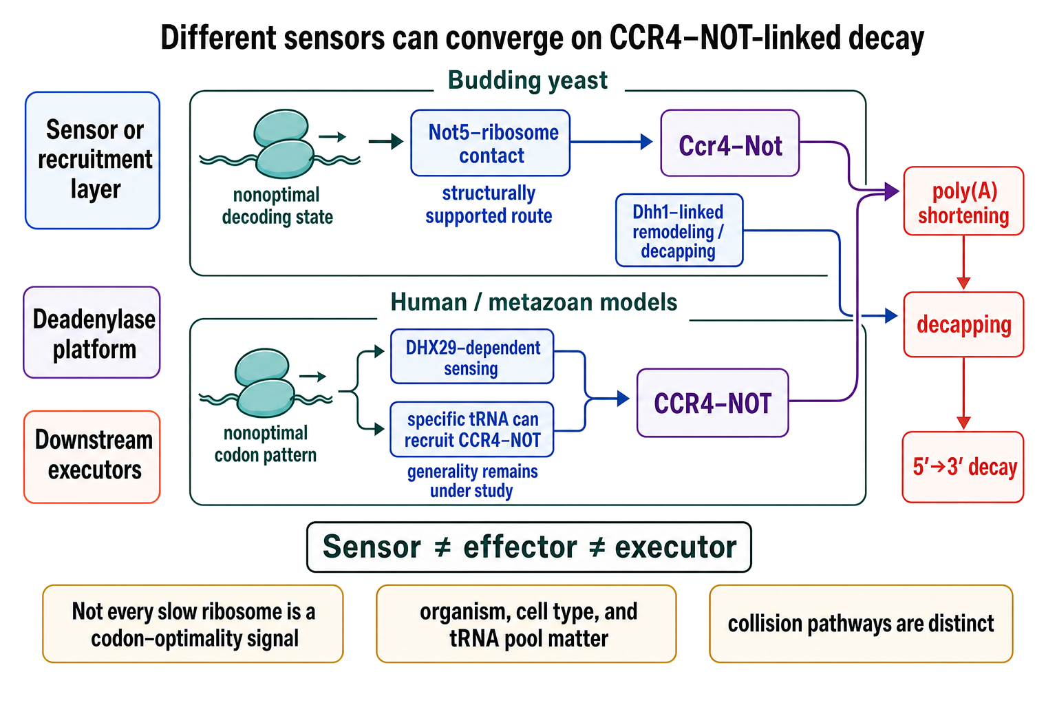 Figure 36.5. Organism-Specific Routes to CCR4-NOT-Linked Decay