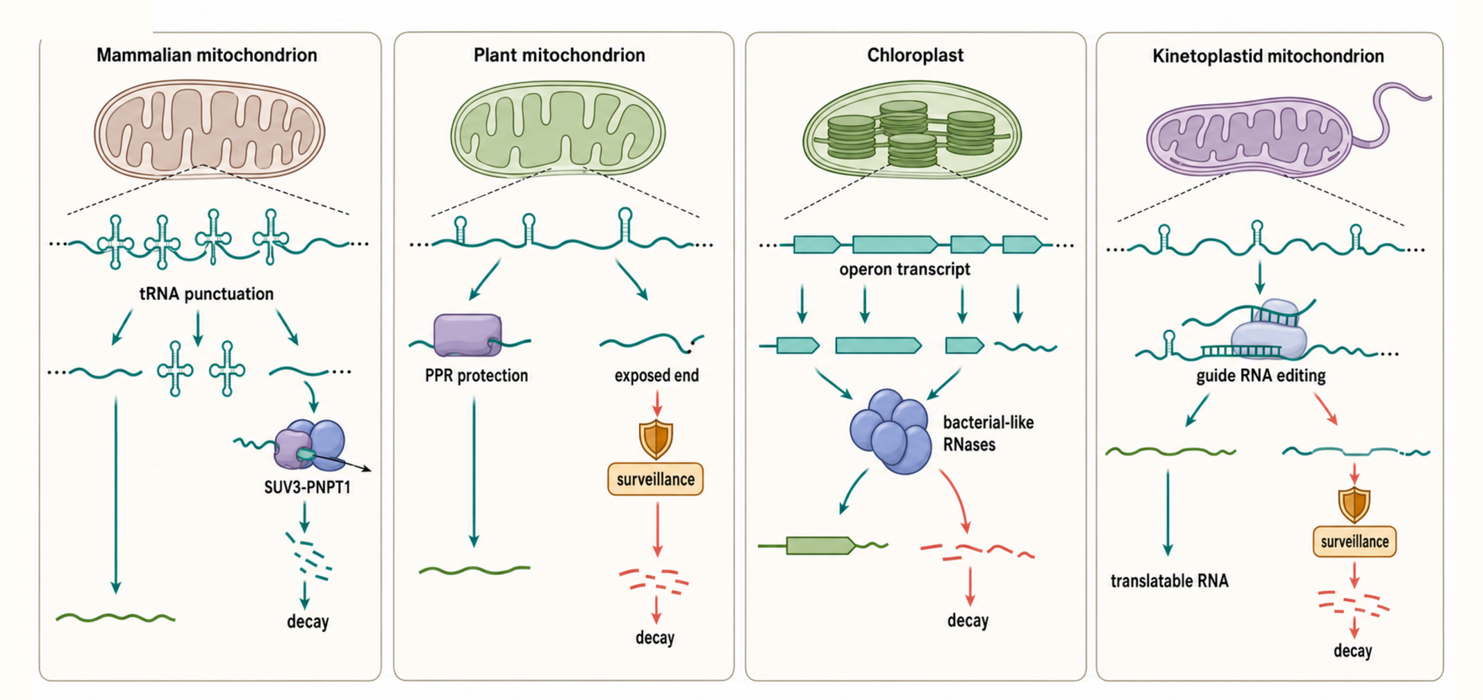 Figure 37.1. Comparative Organellar RNA Decay Map