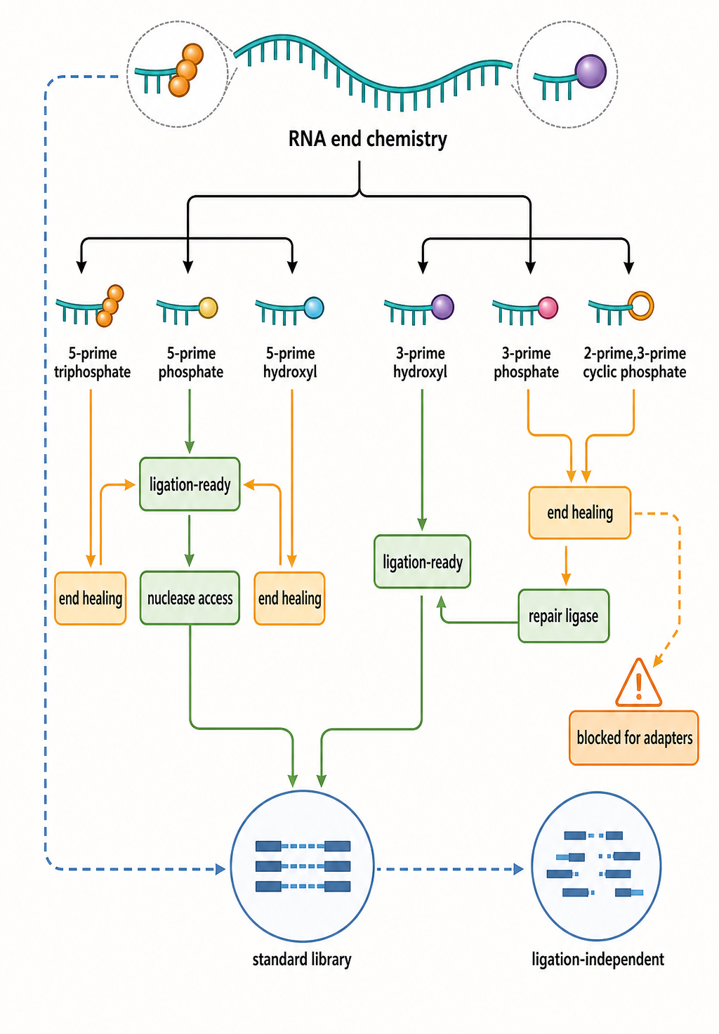 Figure 37.3. Organellar End-State and Fate Decision Tree
