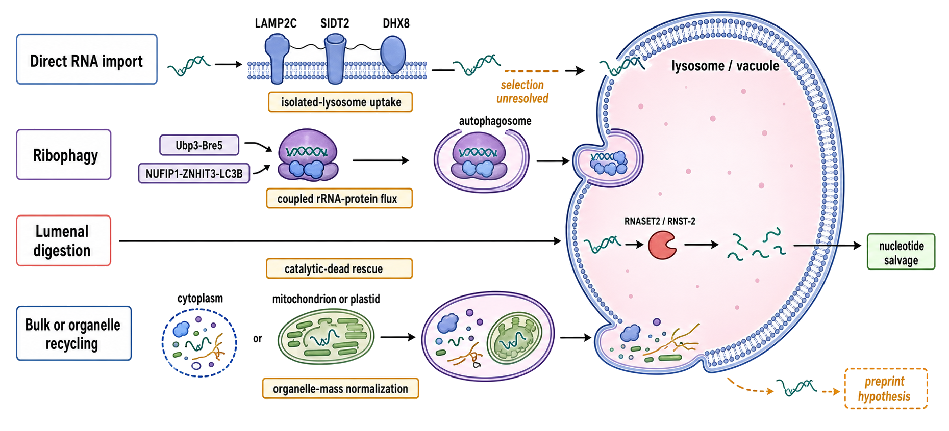 Figure 37.5. Four Routes to Lysosomal RNA Turnover and Their Evidence Gates