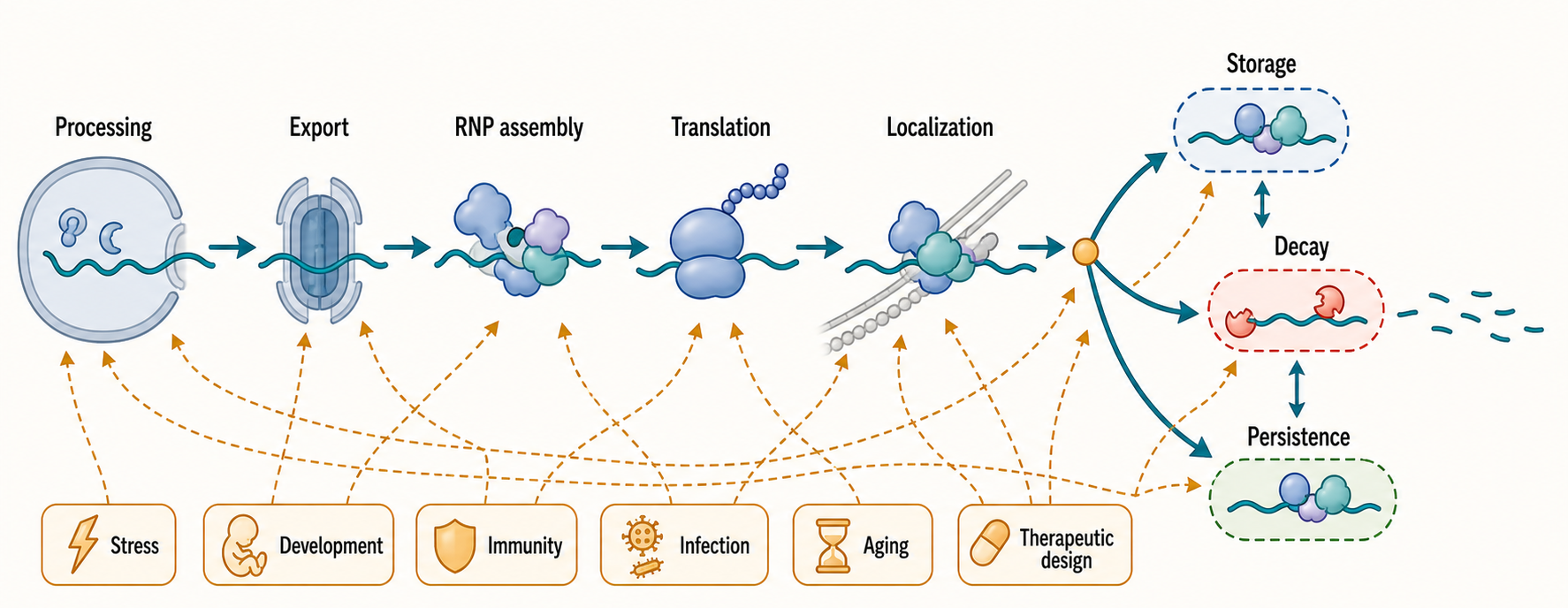 Figure 38.1. RNA Half-Life Decision Map