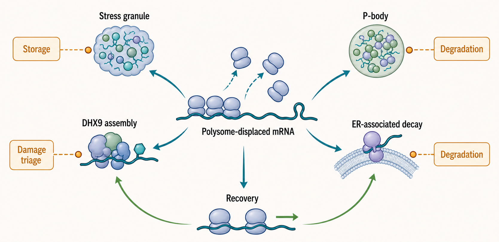 Figure 38.2. Stress Triage of mRNAs
