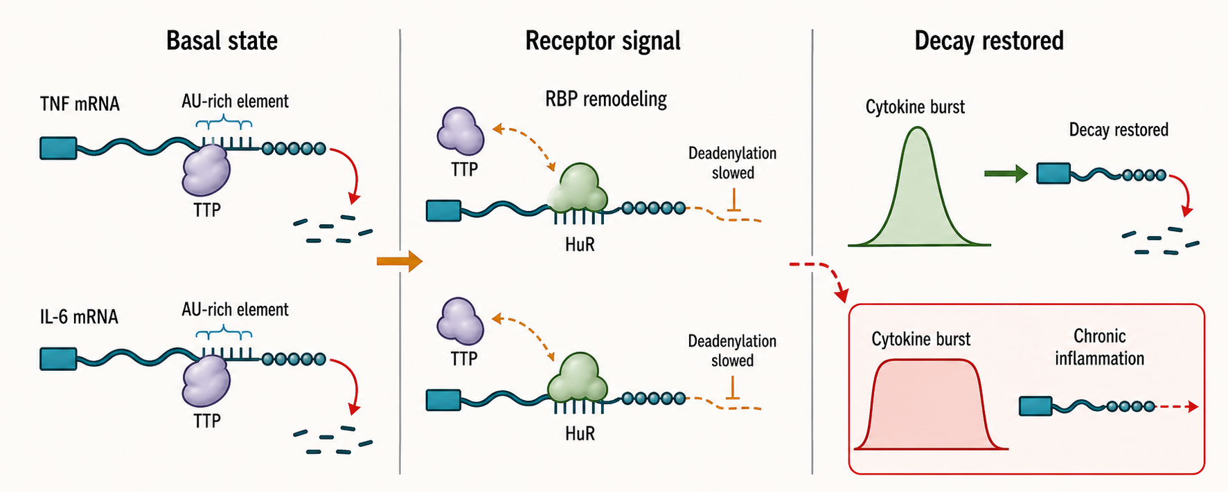 Figure 38.3. Immune RNA Turnover Balance