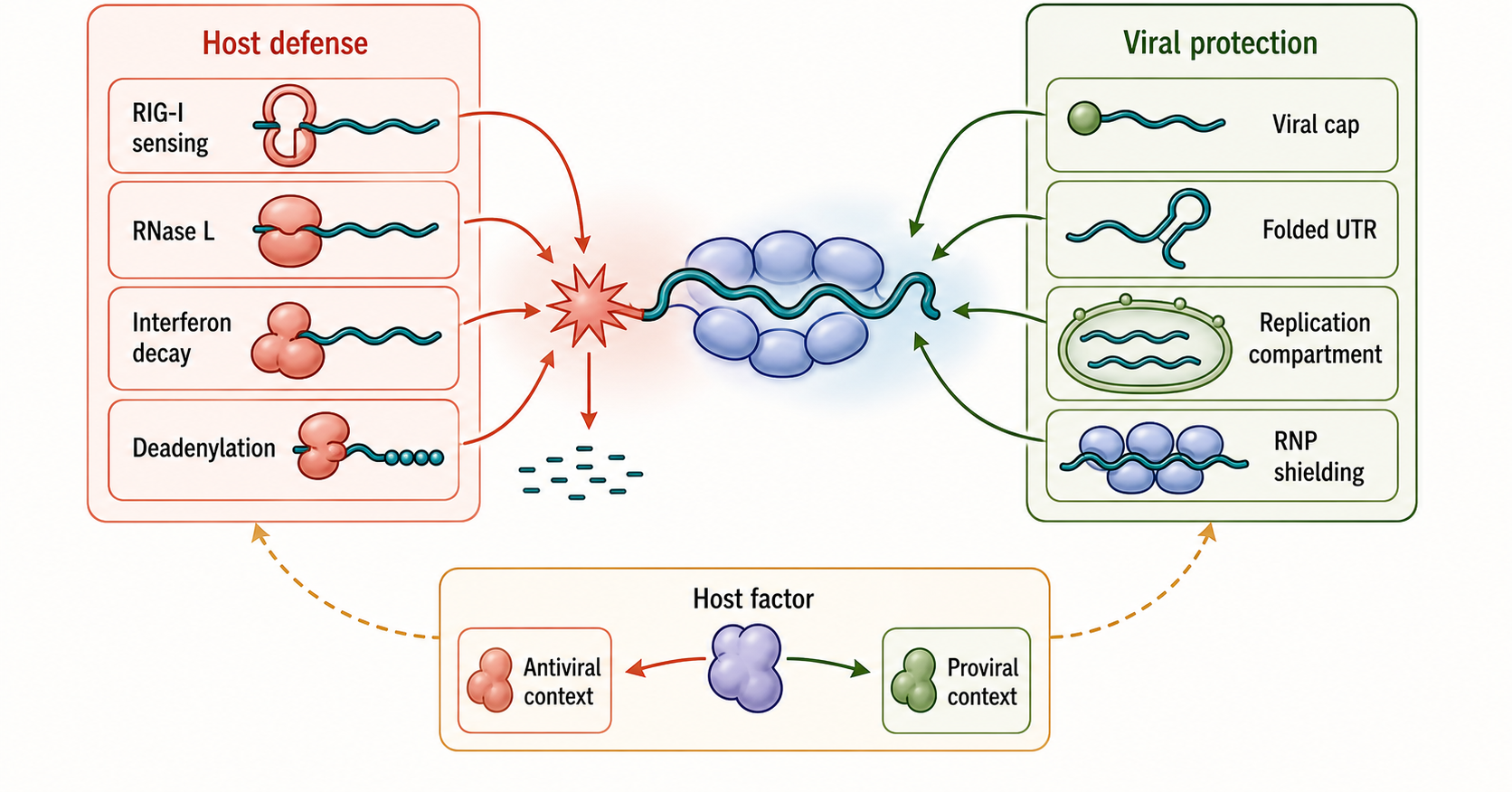 Figure 38.4. Host-Pathogen RNA Stability Conflict
