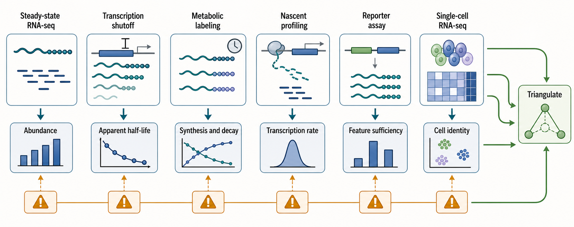 Figure 38.5. Measuring RNA Stability Without Confusing It with Abundance