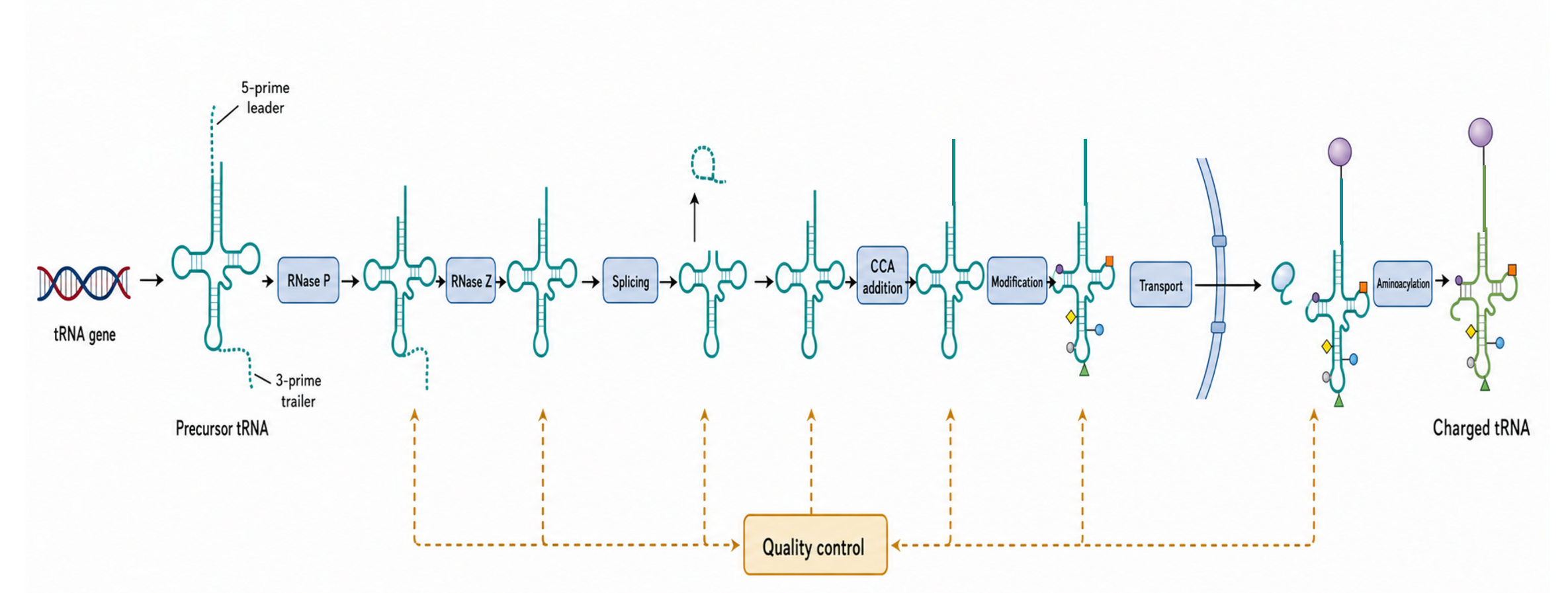 Figure 39.1. tRNA Biogenesis Pipeline