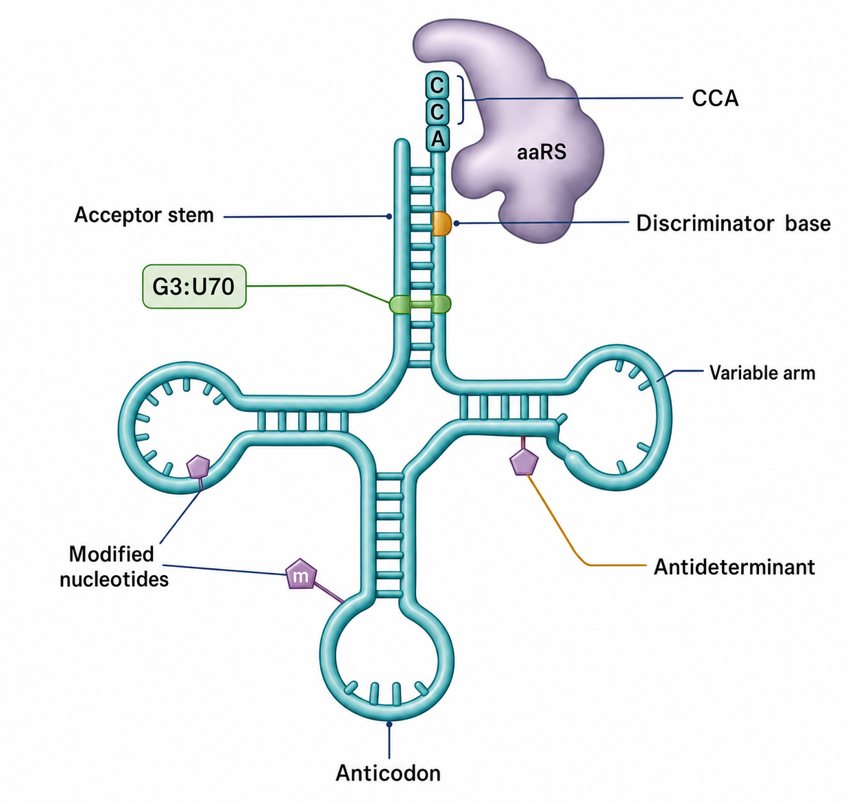 Figure 39.2. tRNA Identity-Element Map