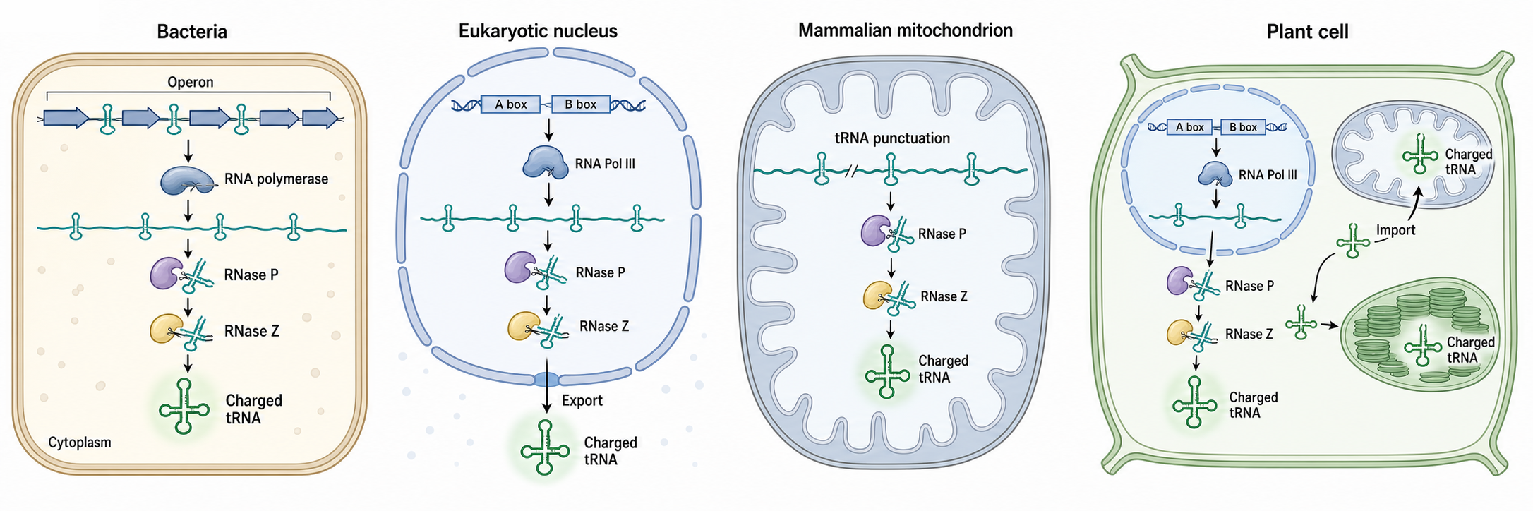 Figure 39.4. Compartment Comparison of tRNA Biogenesis