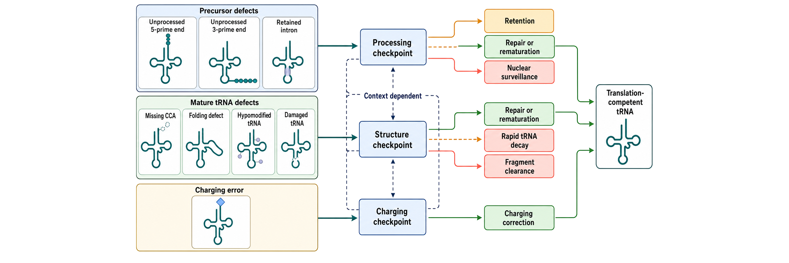 Figure 39.5. tRNA Quality-Control Decisions from Precursor Defect to Mature-tRNA Decay