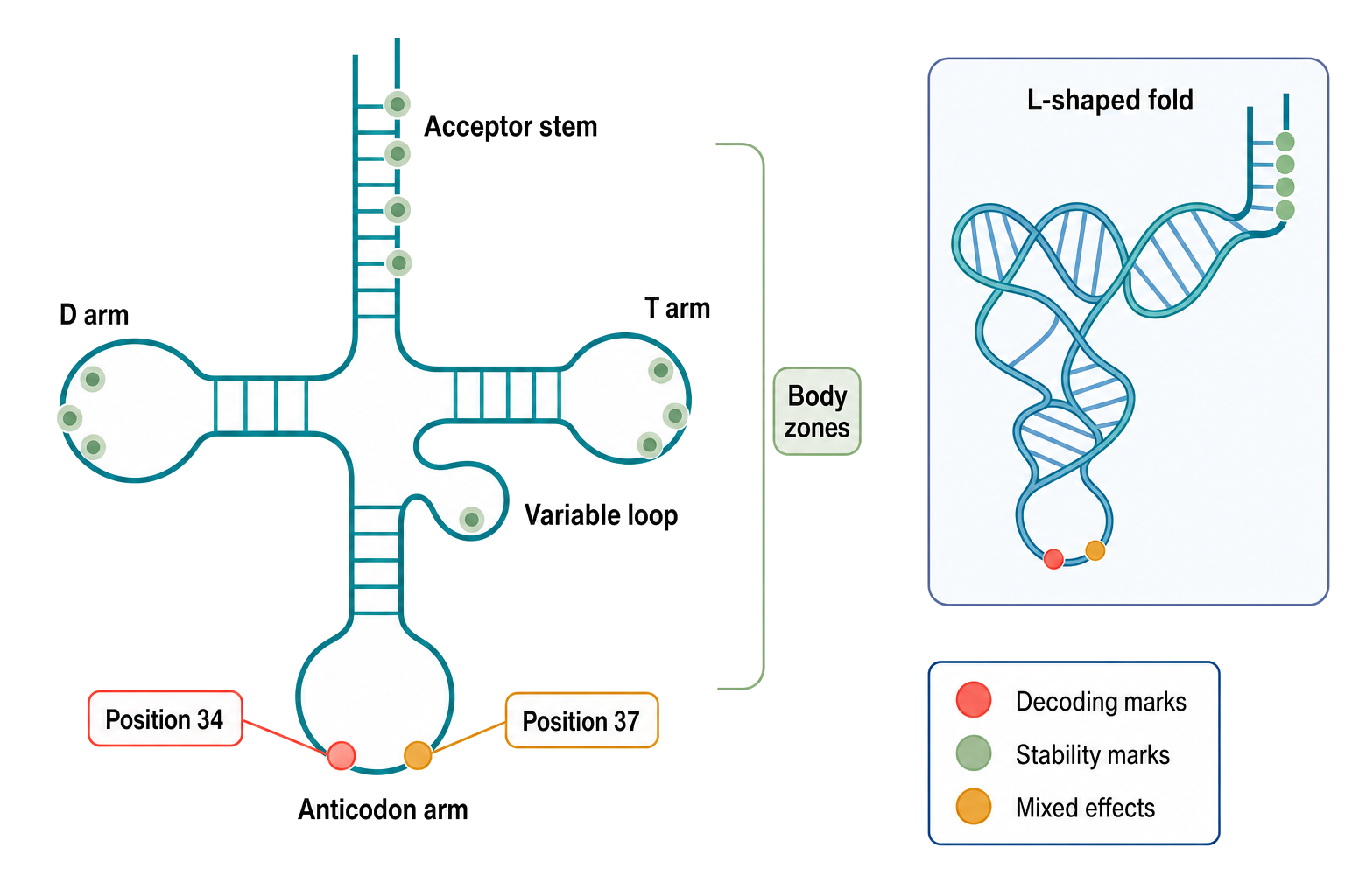 Figure 41.1. Chemical and Functional Map of a Mature tRNA
