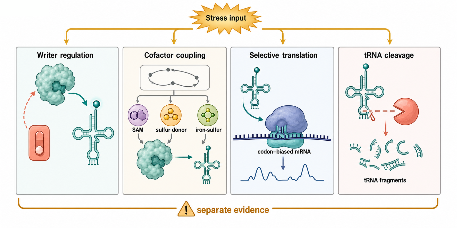 Figure 41.3. Four Routes of Stress Reprogramming