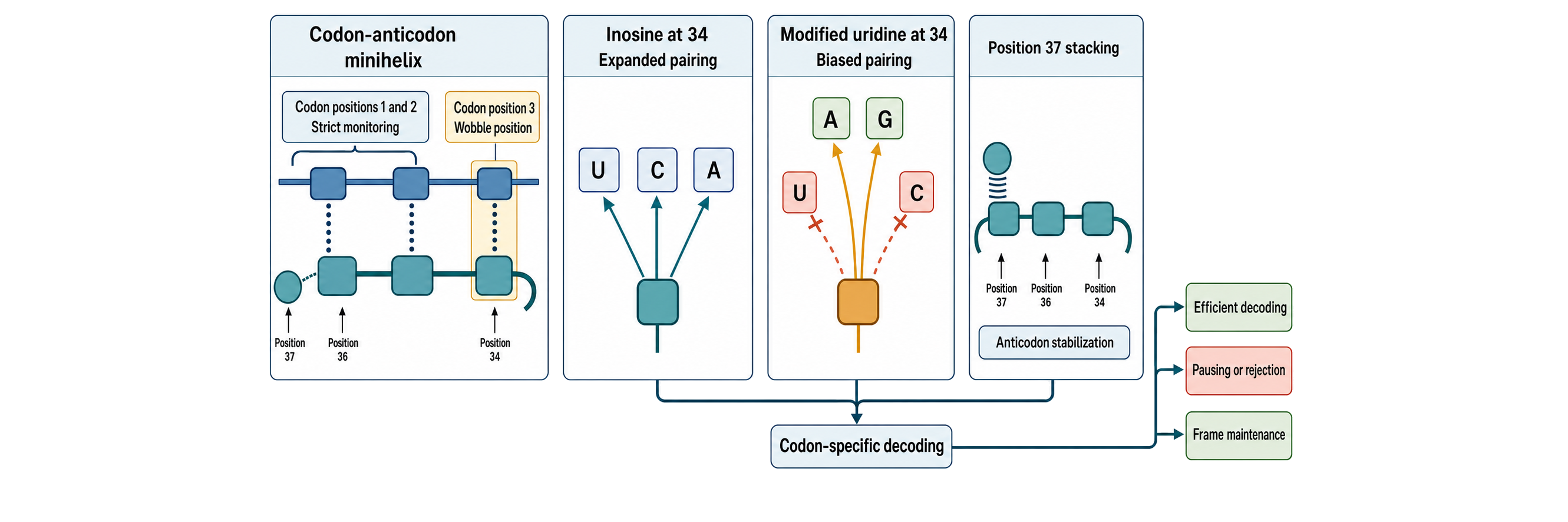 Figure 41.4. How Anticodon-Loop Modifications Expand, Restrict, and Stabilize Decoding