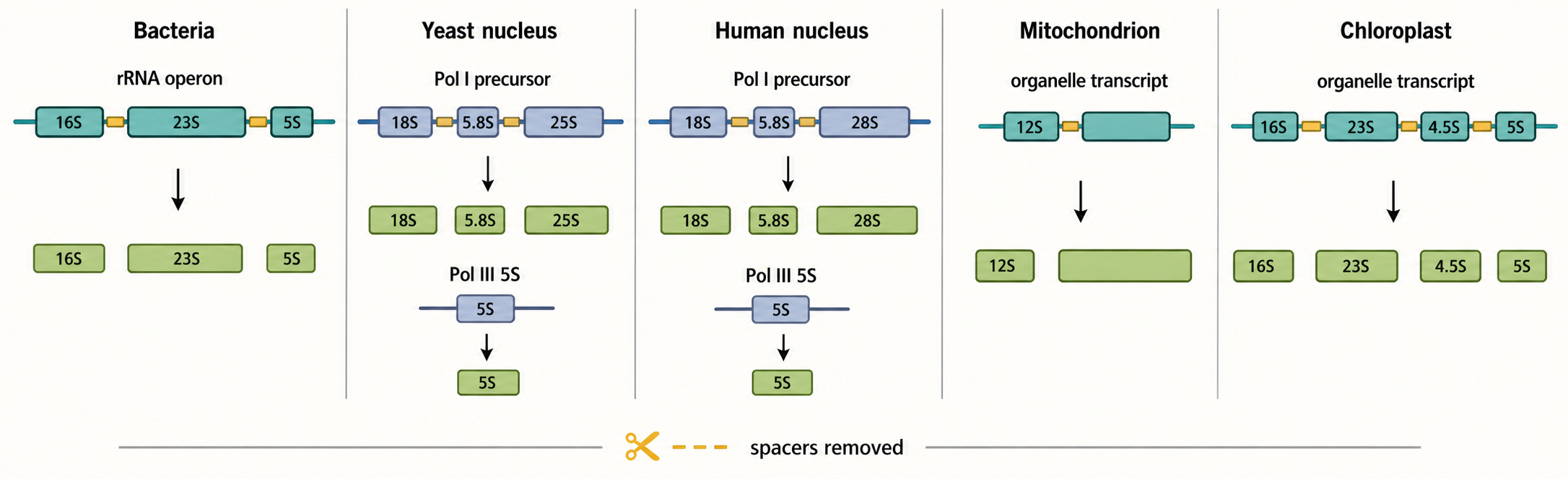 Figure 42.1. rRNA Gene Organization and Transcription Systems