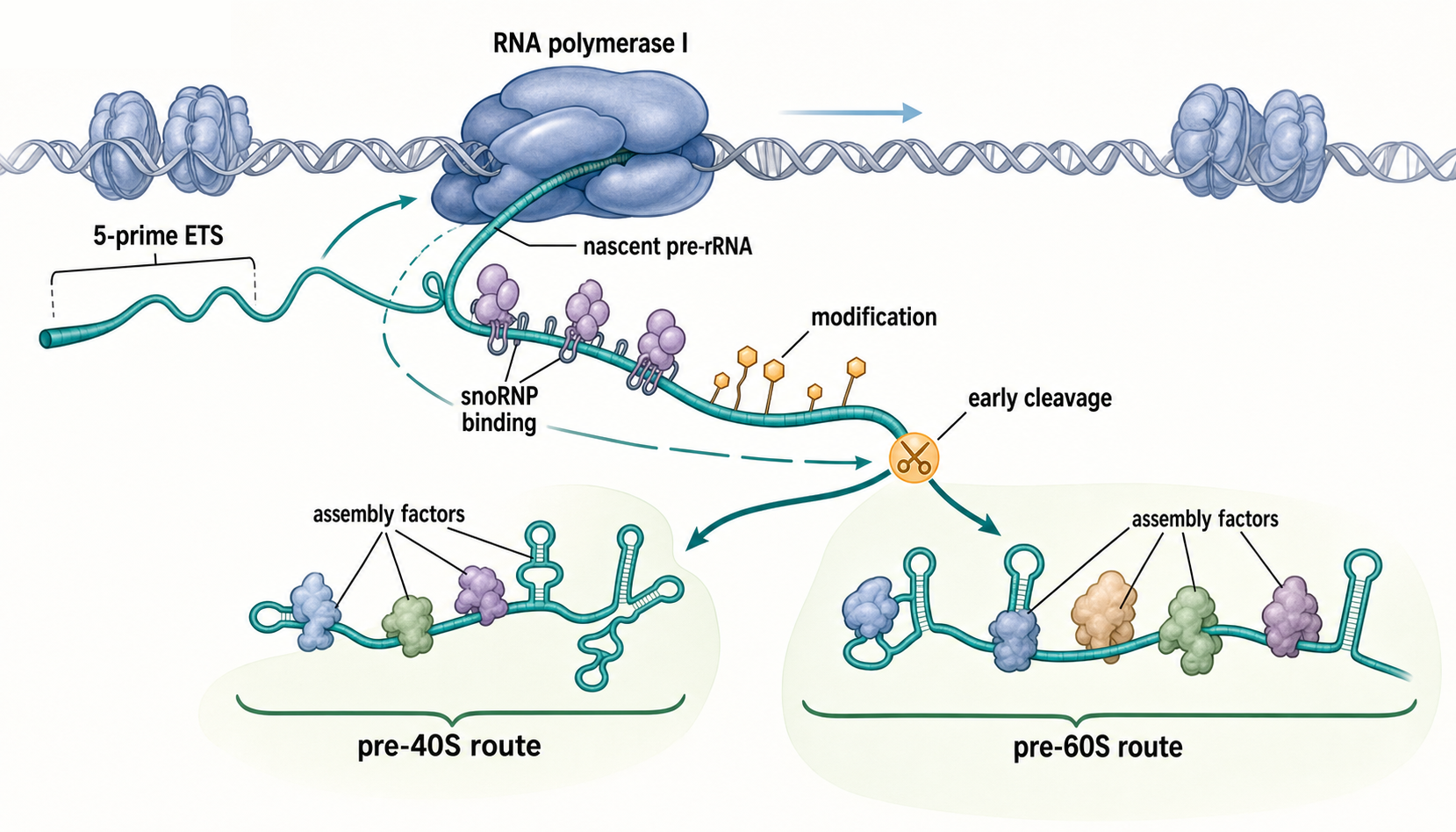 Figure 42.2. Cotranscriptional Pre-rRNA Processing and Assembly