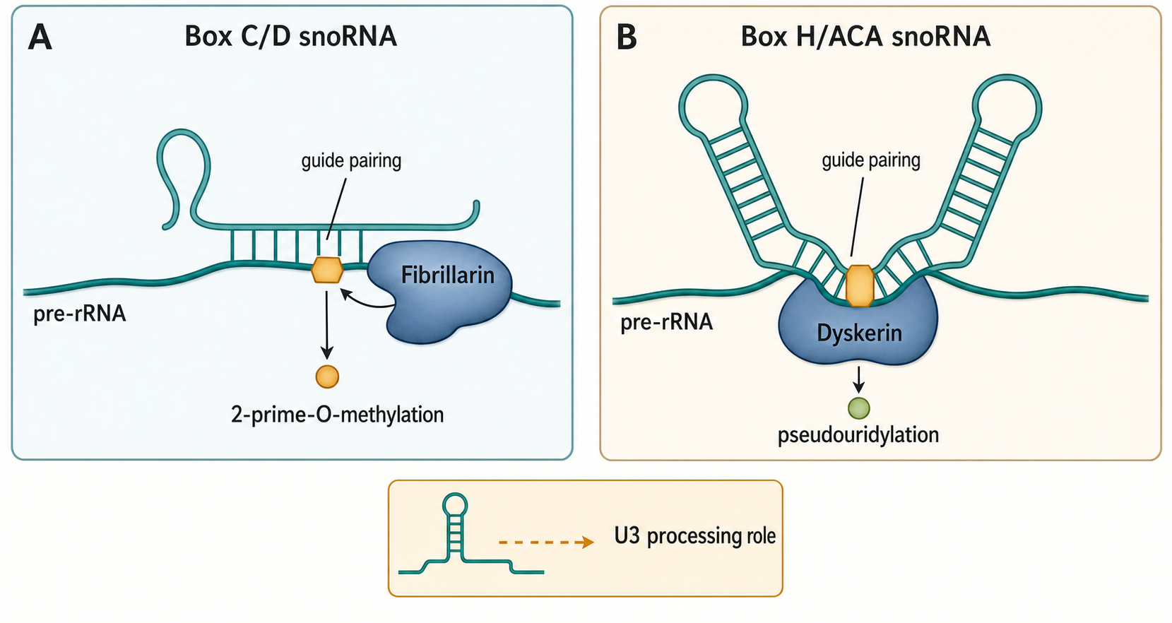 Figure 42.3. snoRNA-Guided rRNA Modification