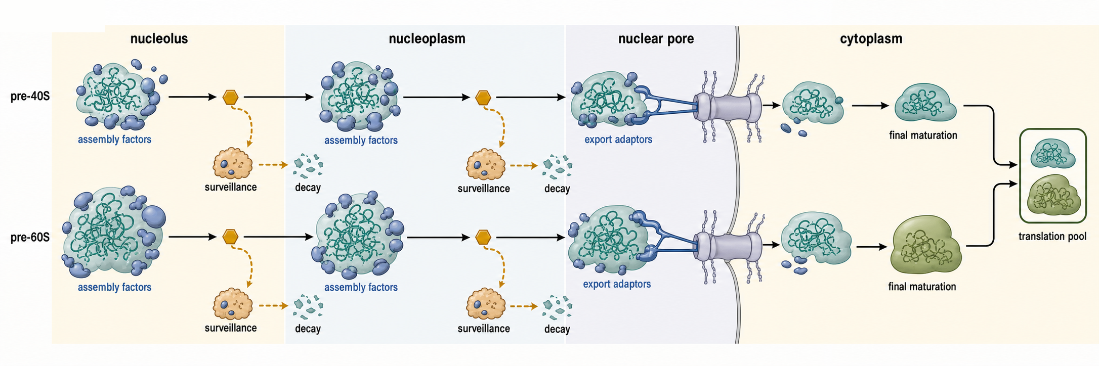 Figure 42.4. Checkpoints and Nuclear Export in Eukaryotic Ribosome Biogenesis