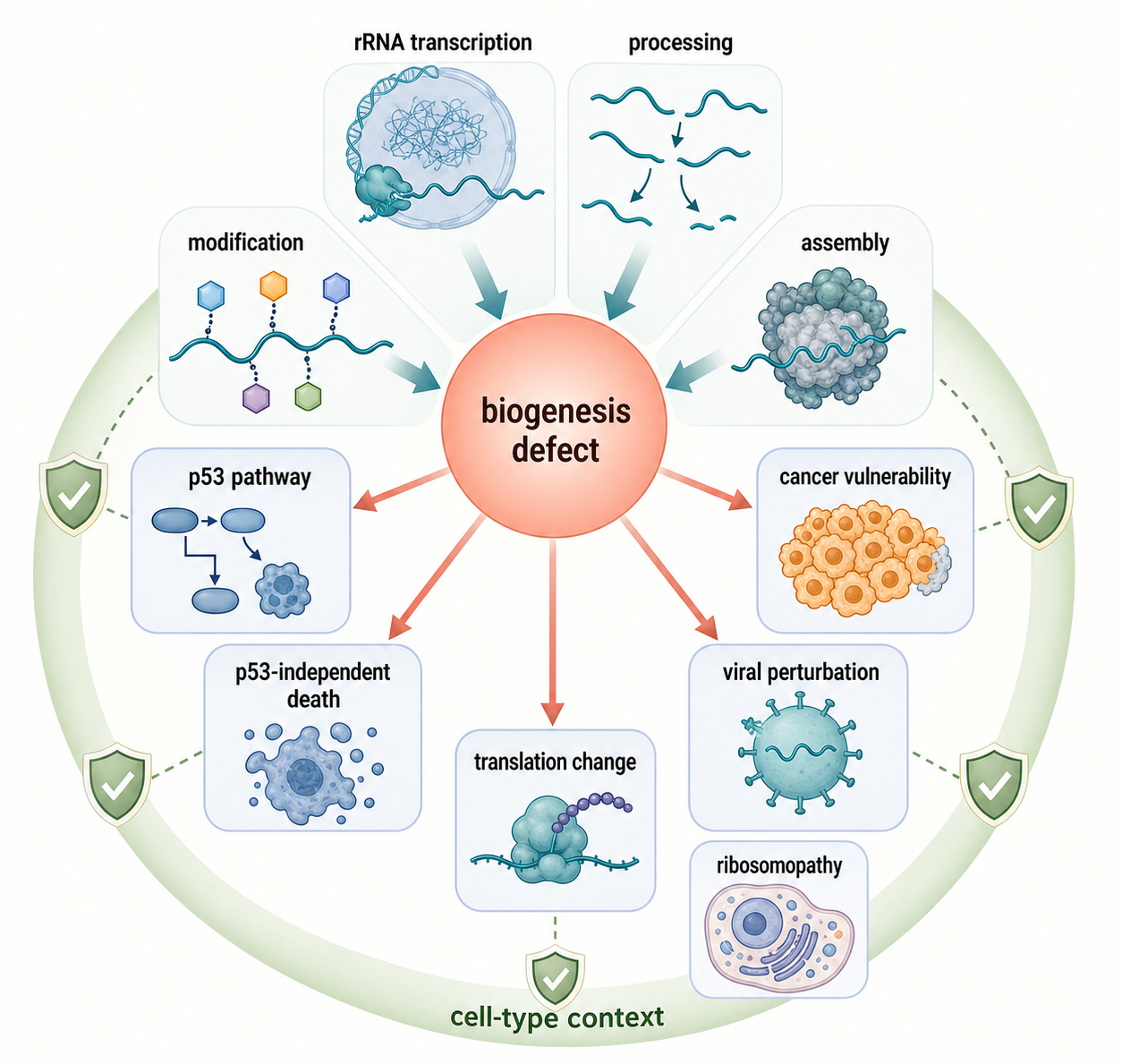 Figure 42.5. Ribosome Biogenesis Stress Outputs