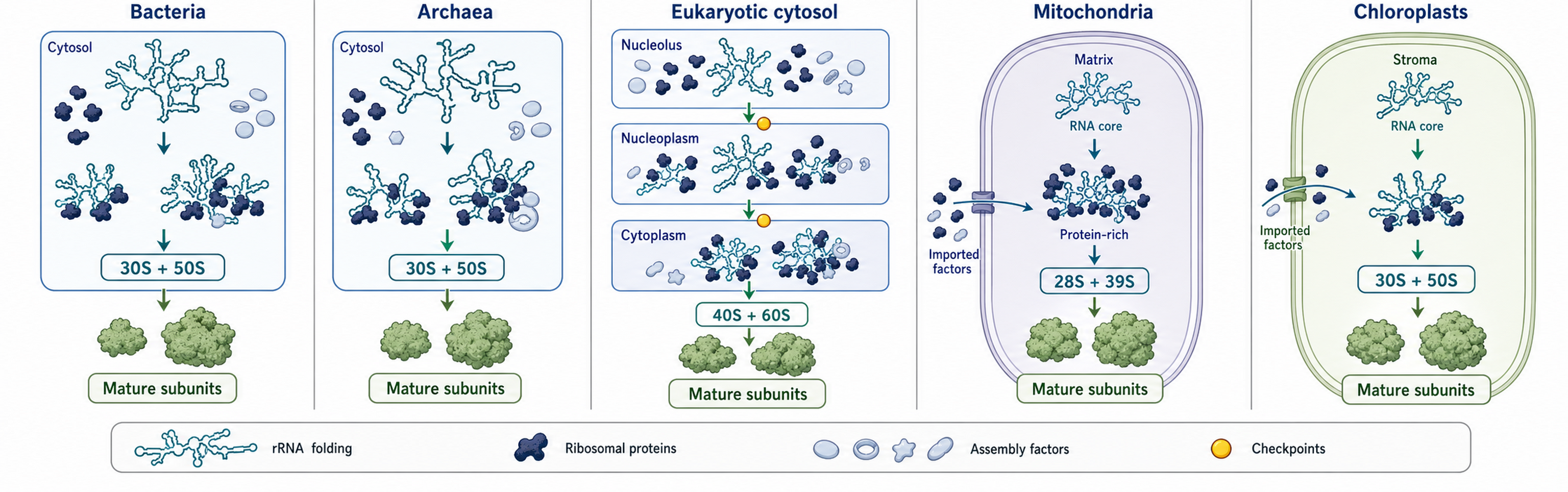 Figure 43.1. Comparative Ribosome Assembly Maps Across Systems